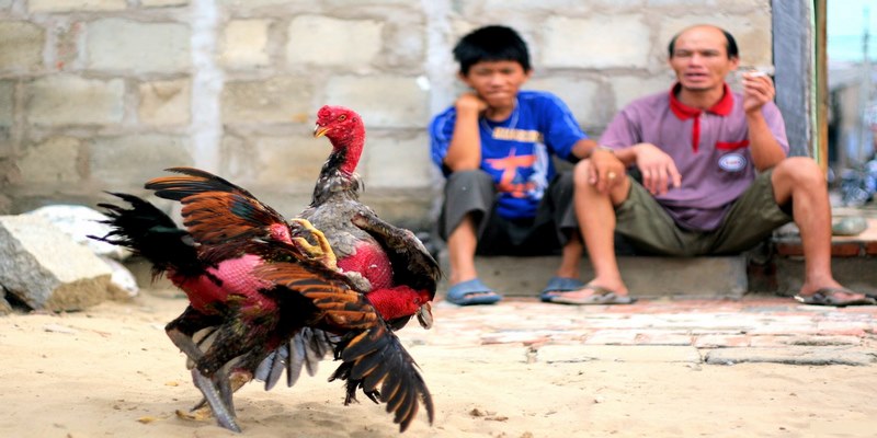Tham gia cá cược đá gà Campuchia an toàn